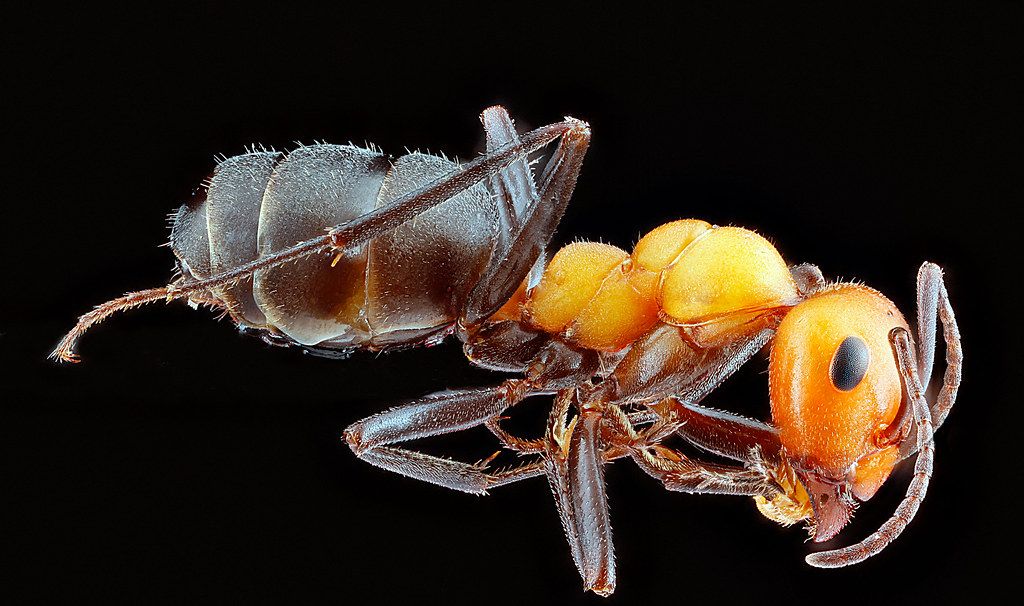 Ant Control service in Mandeville, LA