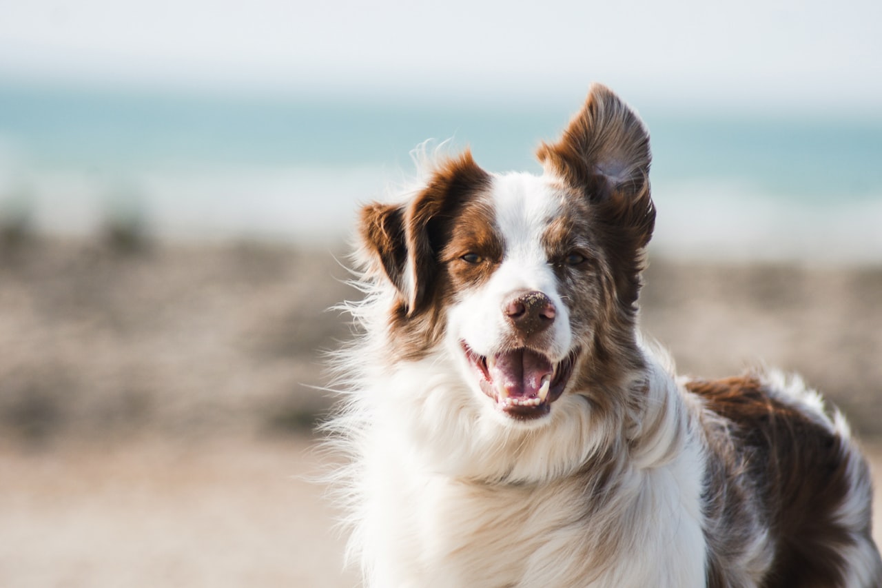 Flea & Tick Control service in Mandeville, LA