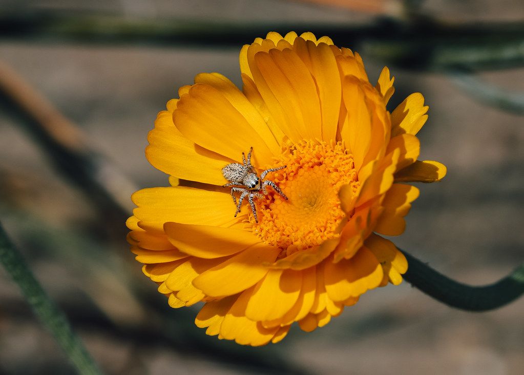 Spider Control service in Mandeville, LA